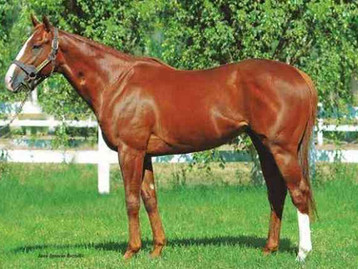 カンフーマンボ、異能の種牡馬