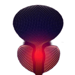 Evden Test