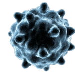 Evden Test