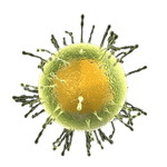Evden Test
