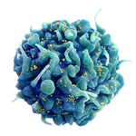 Evden Test