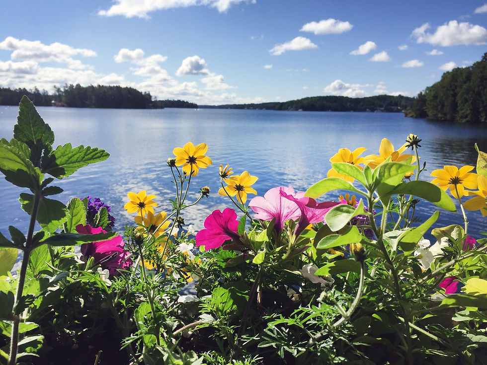Plants with a View!
