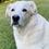 Thumbnail: Impressionist Portrait of your Pet, Acrylic on thin canvas