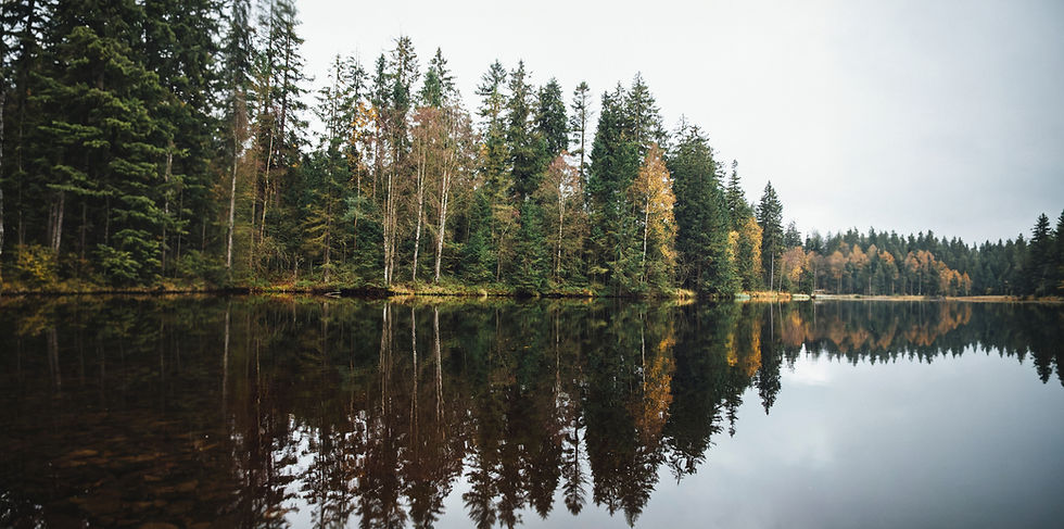 Forest Lake_edited_edited.jpg