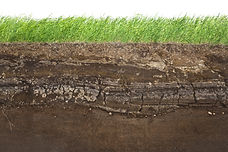 Soil carbon regenerative agriculture| Rize