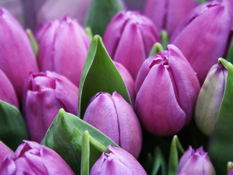 5 Tips for Growing Great Tulips