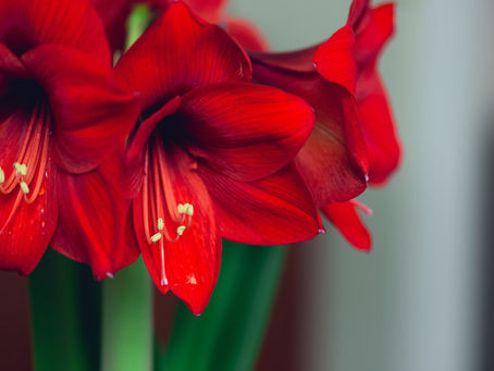 The Mystery Plant That Began A Tradition