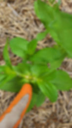 Two new side shoots emerge at the pinch site.