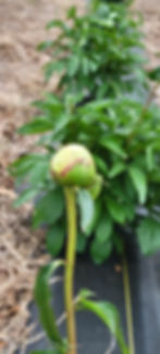Ants enjoying the sweet sap of buds on peony Bowl of Cream.
