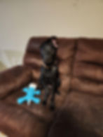 Tripawd Rescue Dog