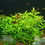 Thumbnail: LIVE STOCK-AQUATIC PLANTS | BACKGROUND | HYGROPHILA POLYSPERMA