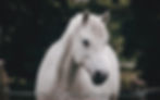 Imagem do cavalo branco na música "Anunciação"