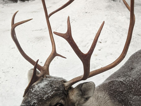 Finland: Fancy Meeting a Reindeer?