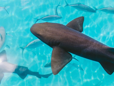 Tahiti: Sharks, Stingrays, and Sunshine