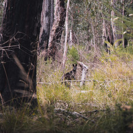 Advertising campaign could be the key to saving our precious wildlife, experts say