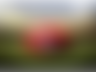 AFL contenders: Final chance to make the grade