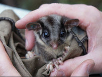 Court gives new hope for critically endangered possum