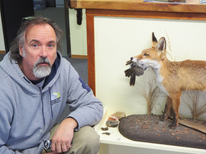 “No hope” for fox control in urban parks