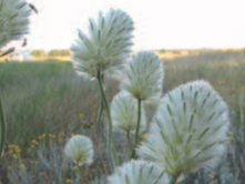 Down to 1%: Victoria’s native grasslands all but gone