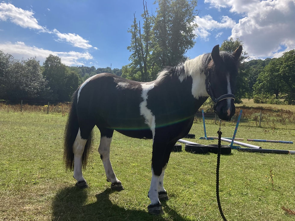 Thumbnail: Sponsor a Pony