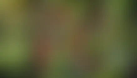 Understanding the Term “Container” in Psychedelic Integration