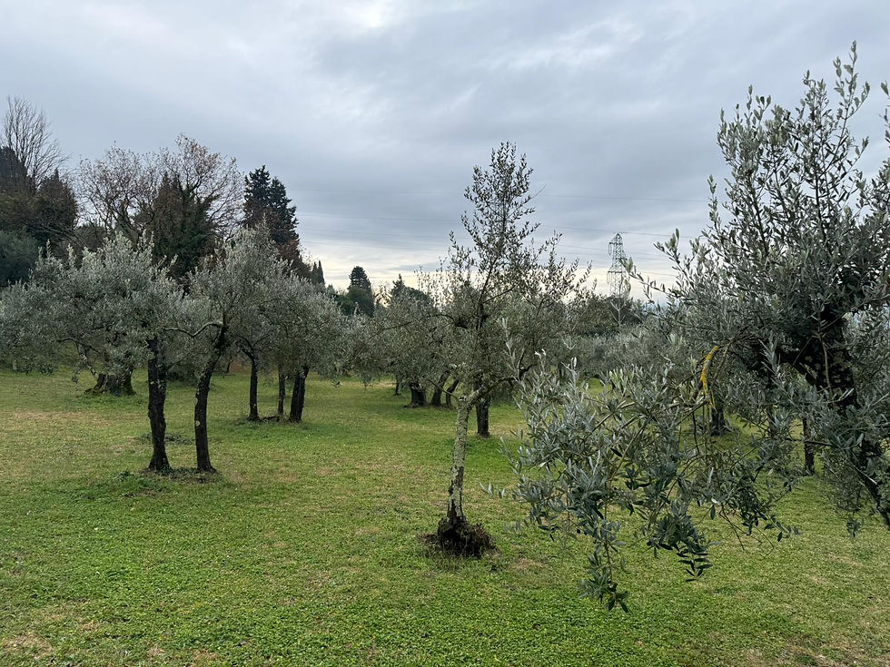 Sometimes the olive trees have big sticky pads dangling to catch the many flies that can impact on the fruit yield