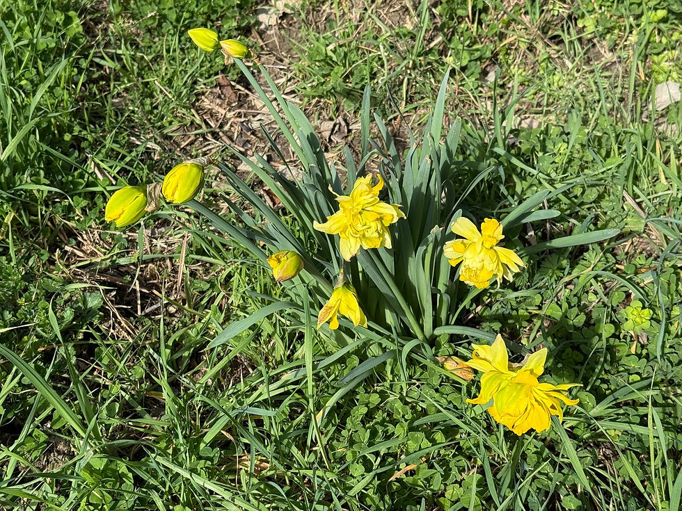 February narcissi clusters dotting the olive fields in bright yellow buches. A wonderful sight, as the weather improves after colder months and relentless deluge of late ☔