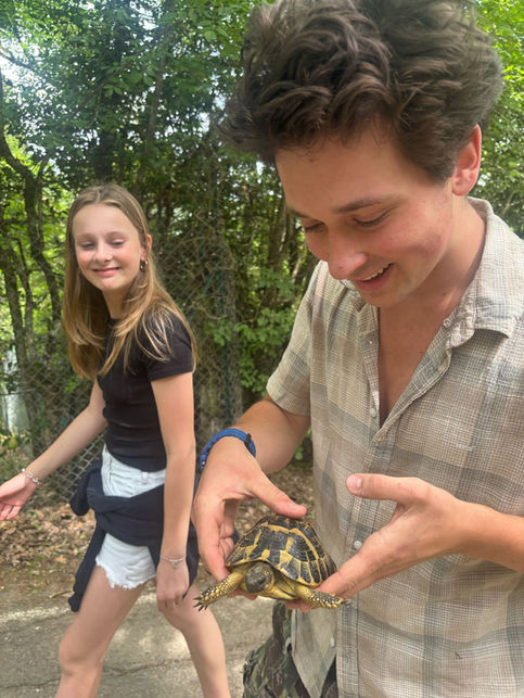 Tartaruga di Hermann, the little wild tortoise we found in Montebeni