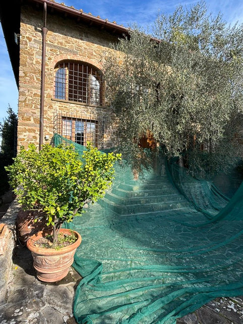 Renting a Tuscan Lemonary 'Limonaia', harvesting olives and leaving the legal arena