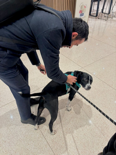 Florence: A dog lover's dream in the heart of Italy
