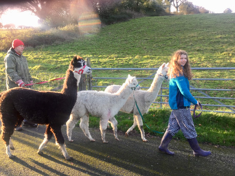 Walking the alpacas