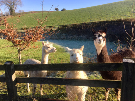 Meet our alpacas!
