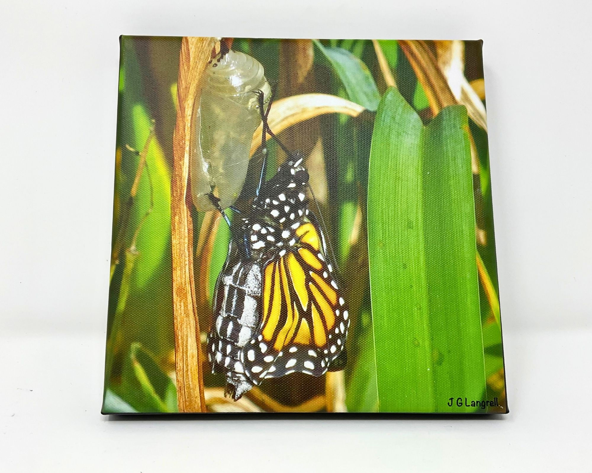 New Beginnings, Photo on Canvas - Small