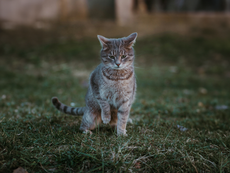 Vom Schnurren bis zum Fauchen: Das kleine 1x1 der Katzensprache