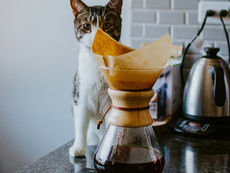 Katze auf der Küchenplatte? So gewöhnst du deiner Samtpfote den Höhenflug ab