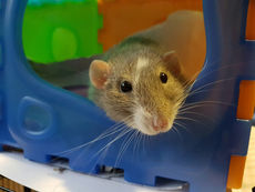 Ratten: Auslauf und Beschäftigung im Alltag
