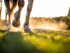 Junges Pferd mit Arthrose und Hufrollenentzündung – was tun?