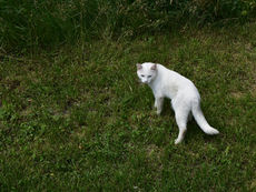 Zecken bei Freigängerkatzen – wie du vorbeugst, suchst, schützt und richtig handelst