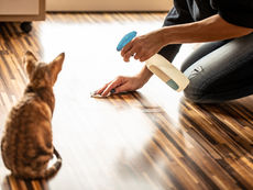 Wenn die Katze trotz Kastration markiert