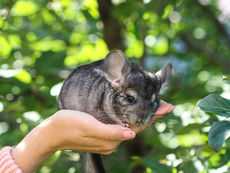 Spiel und Spaß für Chinchillas – Beschäftigungsideen für jeden Tag