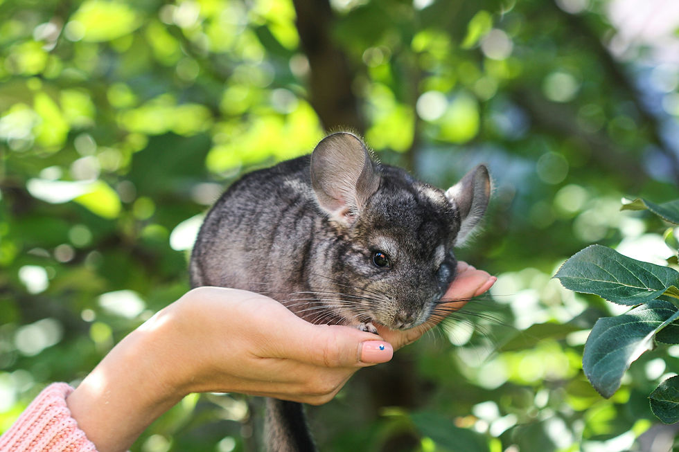 Spiel und Spaß für Chinchillas – Beschäftigungsideen für jeden Tag
