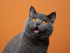 Brachycephalie bei Katzen – Atemprobleme, Augenpflege und Wohlbefinden kurznasiger Stubentiger