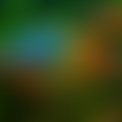 Plötzliche Todesfälle bei Regenbogenfischen: Ursachen und Tipps