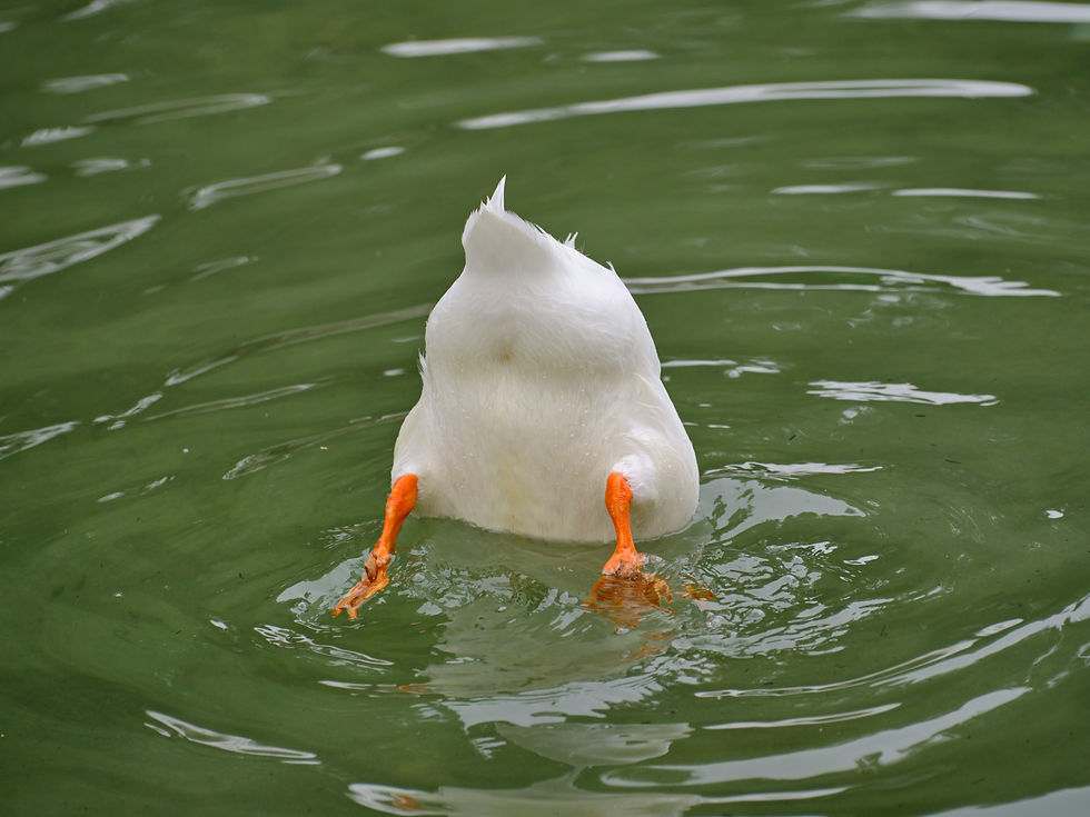 ree