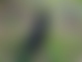 Katzen an die Leine gewöhnen – was funktioniert wirklich bei Leinenverweigerern?