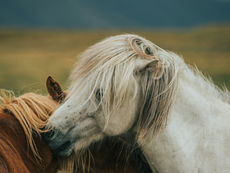 Mähnenpflege beim Pony: So bleibt die Mähne gesund und schön