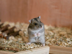Sicherer Freilauf für deinen Hamster – wie du ein bodenschonendes, sicheres Gehege selbst bauen kannst