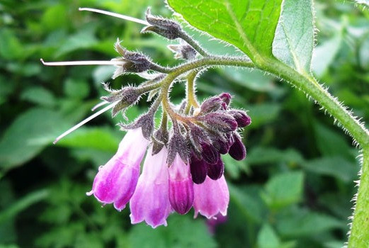 BioFertilizante