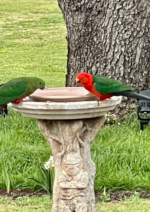 King Parrots.jpeg