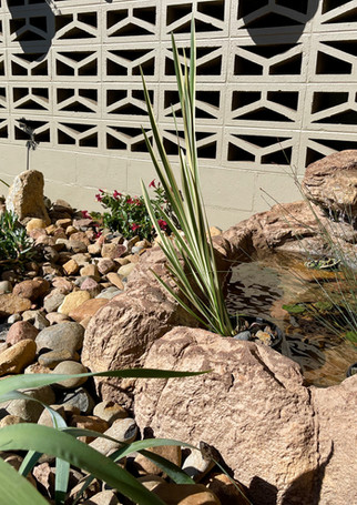 Fish Garden 1.jpeg